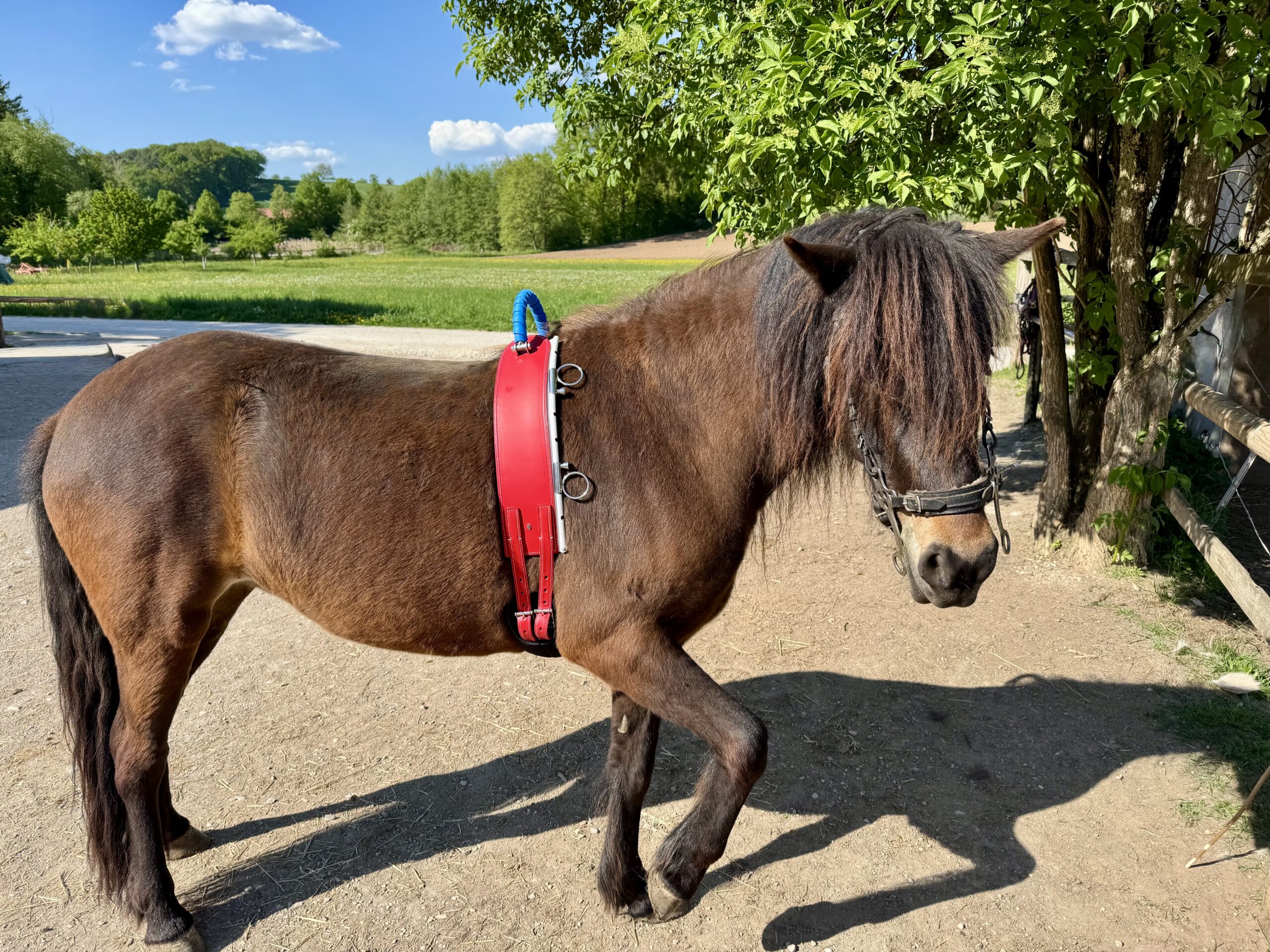 Therapiepferd Hnisa zeigt große Freude an der Arbeit mit Kindern in der Hippotherapie in Pretzfeld, nahe Forchheim, Erlangen und Bamberg im Zentrum der fränkischen Schweiz